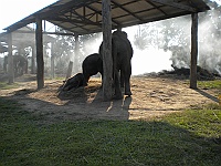 Elephant Breeding Center.